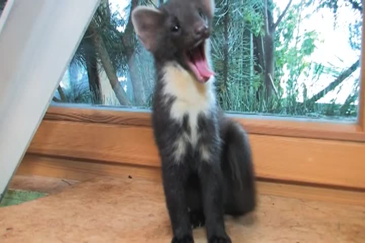 Ethical Programs - Saving Lives - Caring for Orphaned Martens - Feb 27 2025
