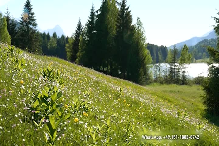 Ethical Programs - Gabriele - Everything Is In Bloom - April 23 2025