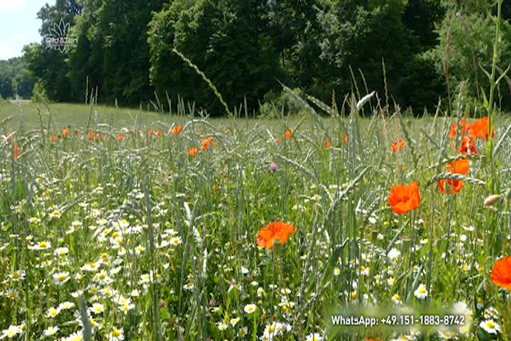 Ethical Programs - Fallow Fields - Healthy Soil - Healthy Harvest - May 8 2025