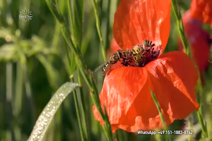 Ethical Programs - Blossoming Fields Full of Life - May 8 2025
