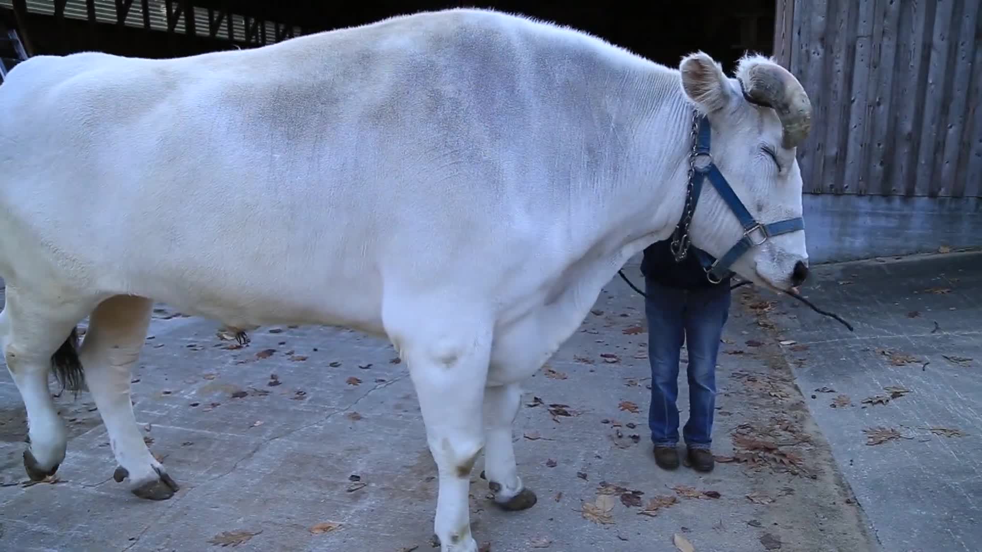 Thumbnail image for SRCTV - Oxen Teamster Julie Giles - July 21 2024