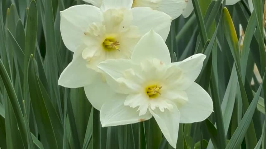 SRCTV - Sandy Atkinson - Flowers at the Historic South Buxton Cemetery - June 7 2024