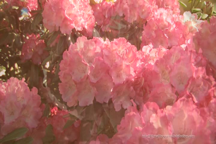Thumbnail image for The Inner Physician and Healer - The Strength for Healing Lies in Tranquility - given by Gabriele