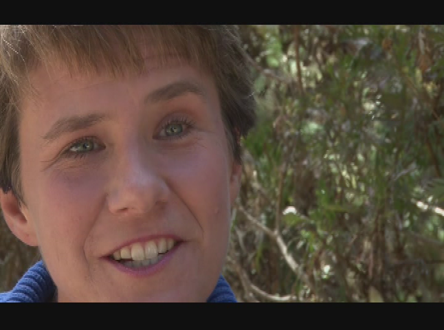 Thumbnail image for Butterfly Town USA