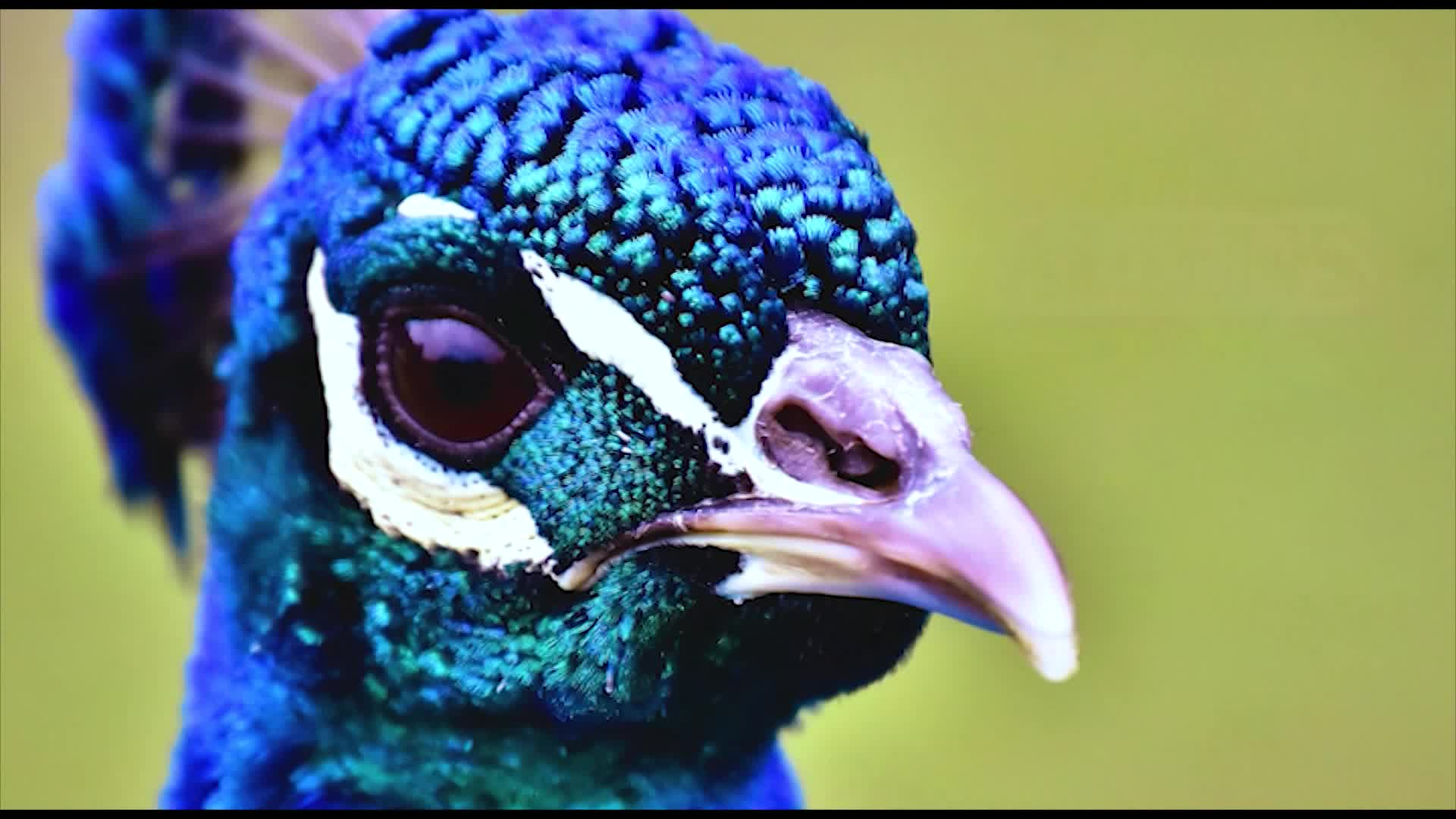 Thumbnail image for Native Strength- THE SOUTH