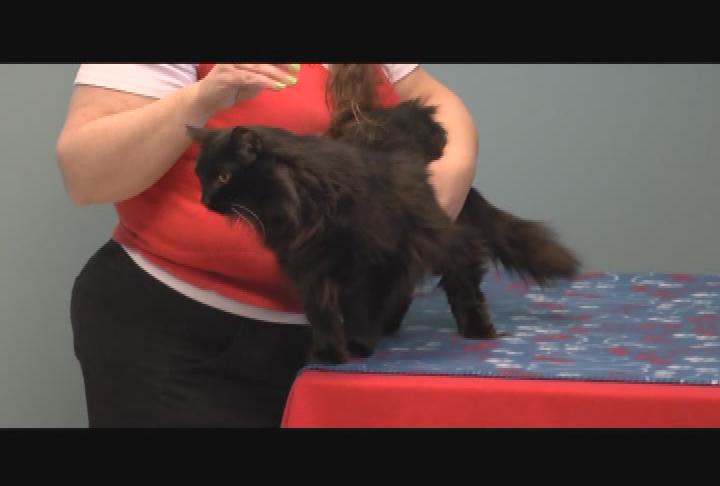 Thumbnail image for The Pet Adoption Show - April