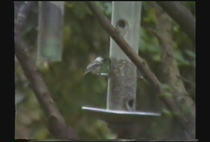 Thumbnail image for May Sarton - She Knew a Phoenix