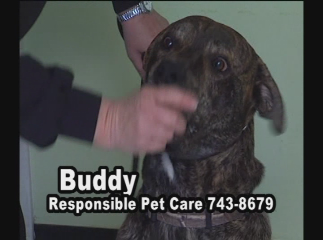 Thumbnail image for The Pet Adoption Show