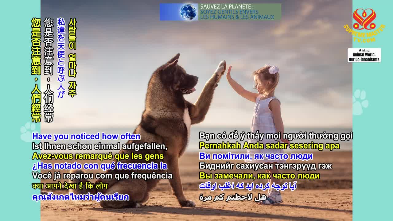 Thumbnail image for Enlightening Entertainment -  Brave Animal-People  - Jan 24 2023