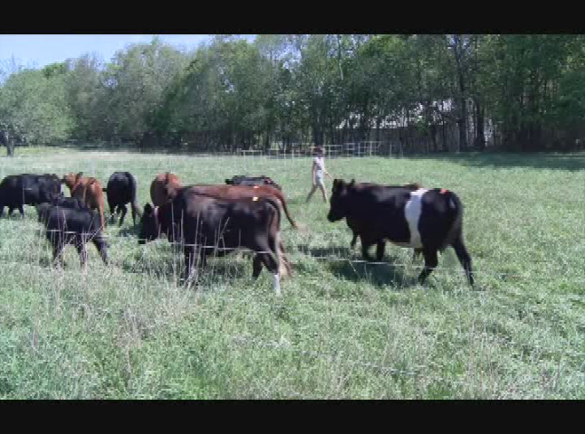 Thumbnail image for  CleanGreenLiving Organic Farming